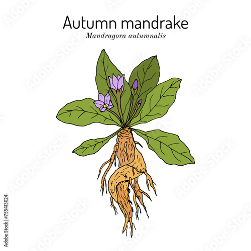 Autumn mandrake (Mandragora autumnalis), medicinal plant