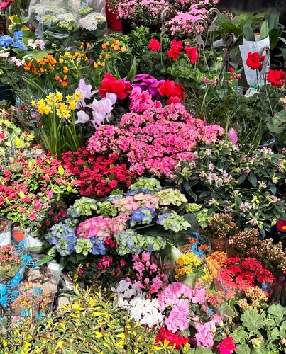 a variety of flowers in colorful colors