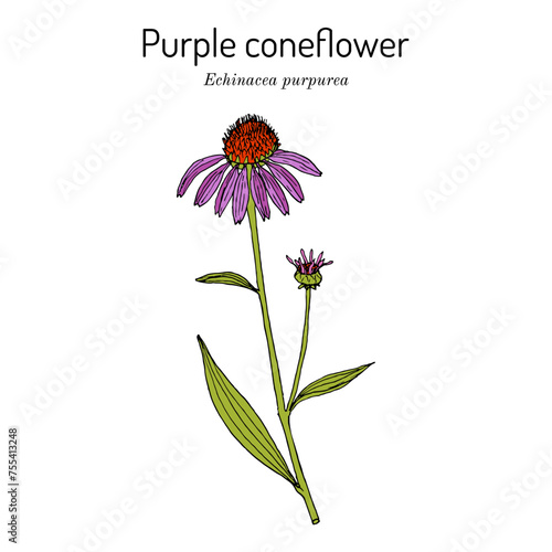 Purple coneflower (echinacea purpurea), medicinal plant. Hand drawn botanical vector illustration