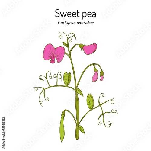 Sweet pea (Lathyrus odoratus), ornamental plant.