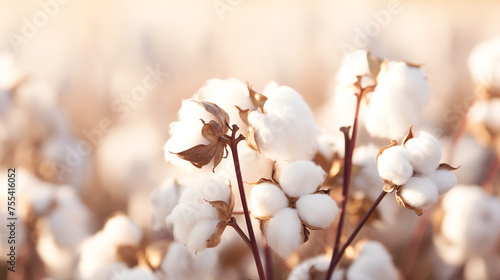 A close-up view showcasing numerous cotton plants with fluffy white fibers  ready for harvest. Banner  copy space.