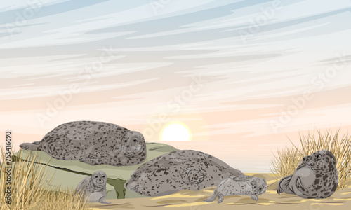 A group of harbor seals with pups lies on the sandy seashore. Realistic vector landscape