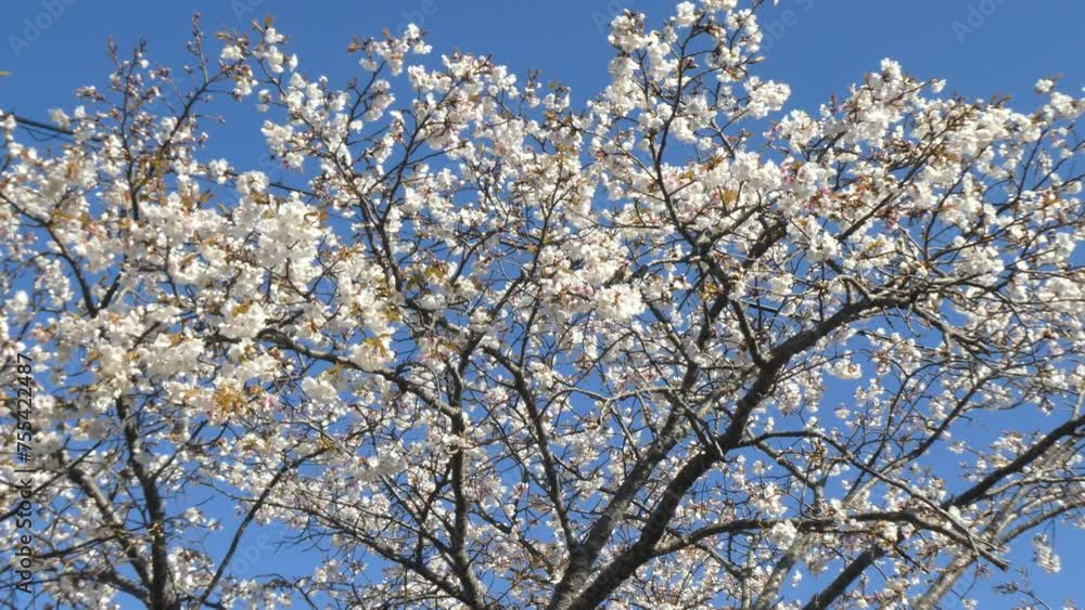 街中の電線を背景にした桜の木
街中の電線を背景にした桜の木