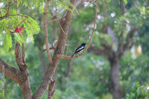 black bird on branch