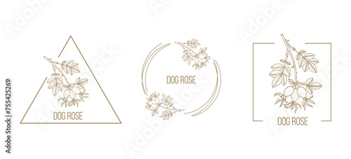 Dog rose, or Rosa canina floral hand drawn logo template photo