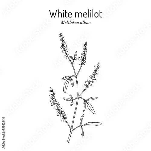 White melilot. or honey clover  Melilotus albus   honey and medicinal plant
