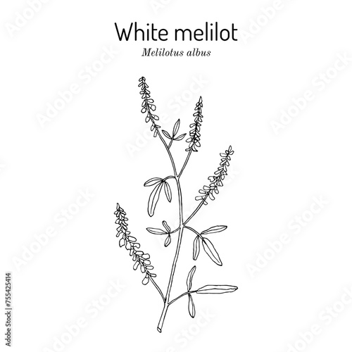 White melilot. or honey clover (Melilotus albus), honey and medicinal plant