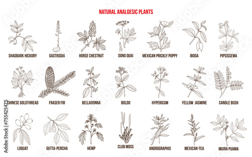 Natural analgetic plants collection