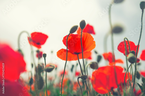 Red poppy flowers in a field at sunrise. Selective focus