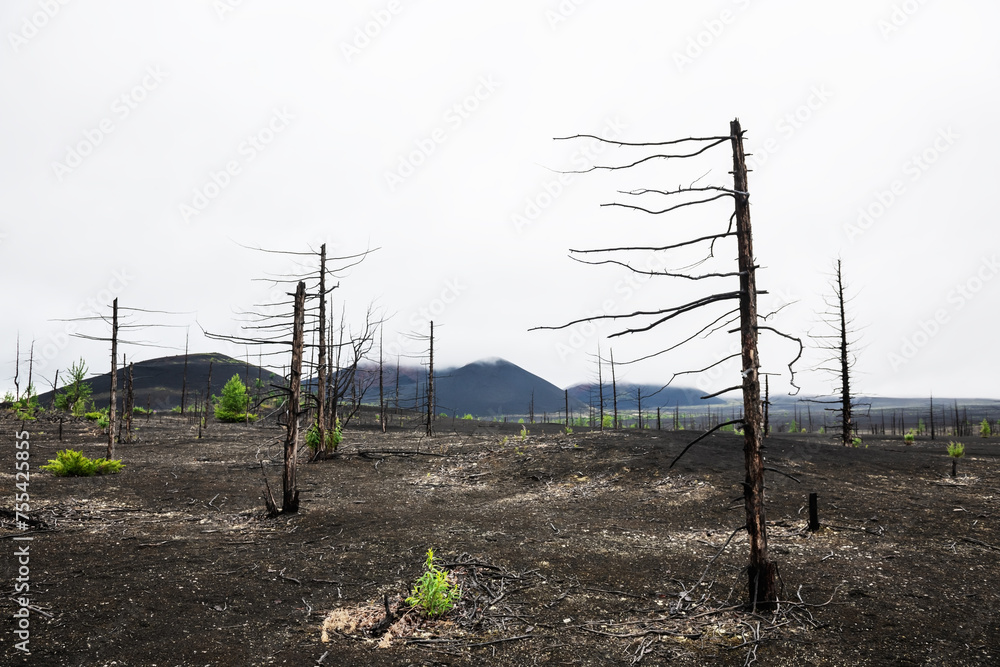 Dead forest with dry burnt trees in black lava fields. Tolbachik volcano area in Kamchatka, Russia.