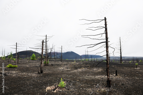 Dead forest with dry burnt trees in black lava fields. Tolbachik volcano area in Kamchatka, Russia.
