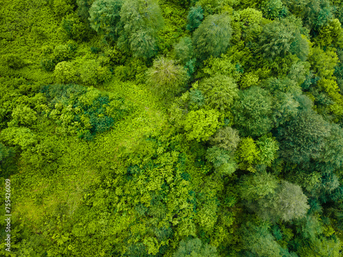 Green trees in a tropical summer forest. Aerial top down view.