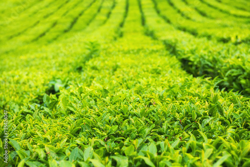 Green tea leaves on the tea plantation in summer. Abstract green nature background.