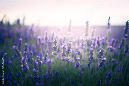 Blooming lavender flowers at sunset in Provence, France.