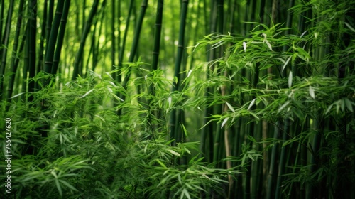 Lust green bamboo forest  Japan 