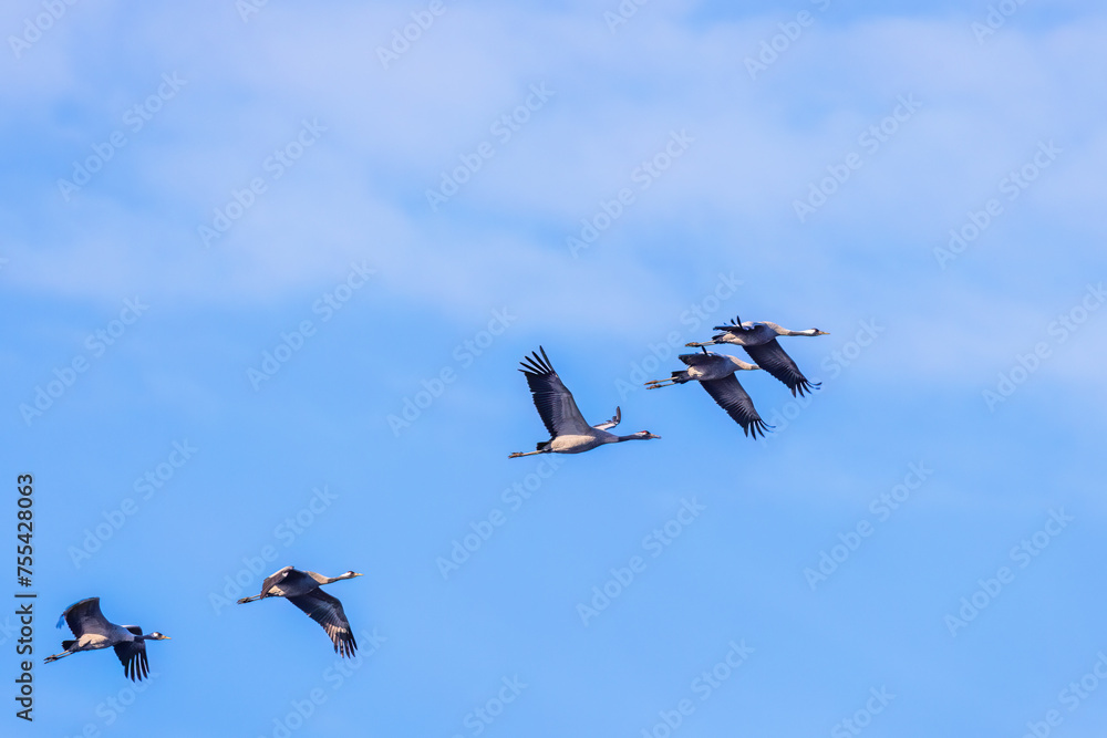 Fototapeta premium Flock of cranes flying in a blue sky