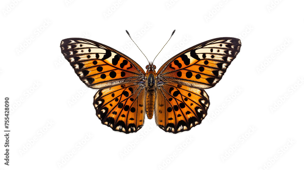 Fototapeta premium Colorful Butterfly isolated on transparent background