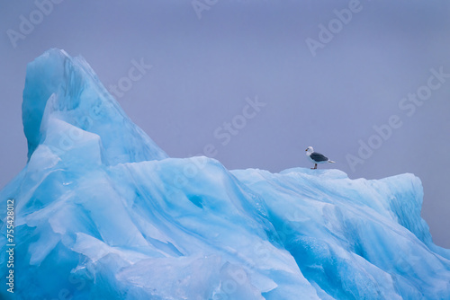 Black legged kittiwake on an iceberg