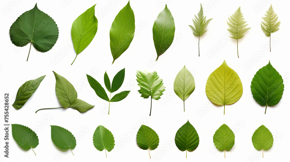 Green leaves isolated on transparent background Green leaves isolated on transparent background