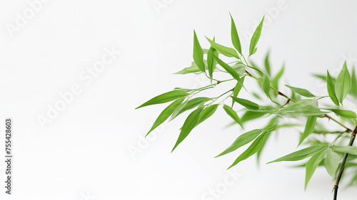Green bamboo stems and leaves isolated on transparent background
