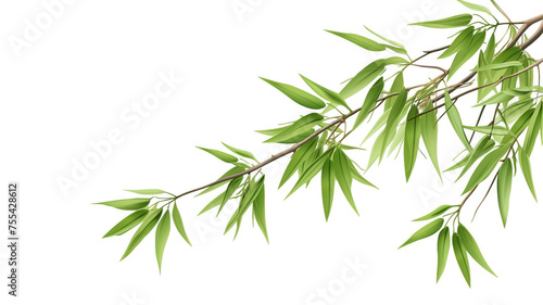 Green bamboo stems and leaves isolated on transparent background