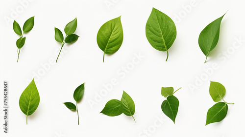 Green leaves isolated on transparent background