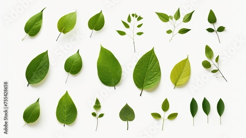 Green leaves isolated on transparent background