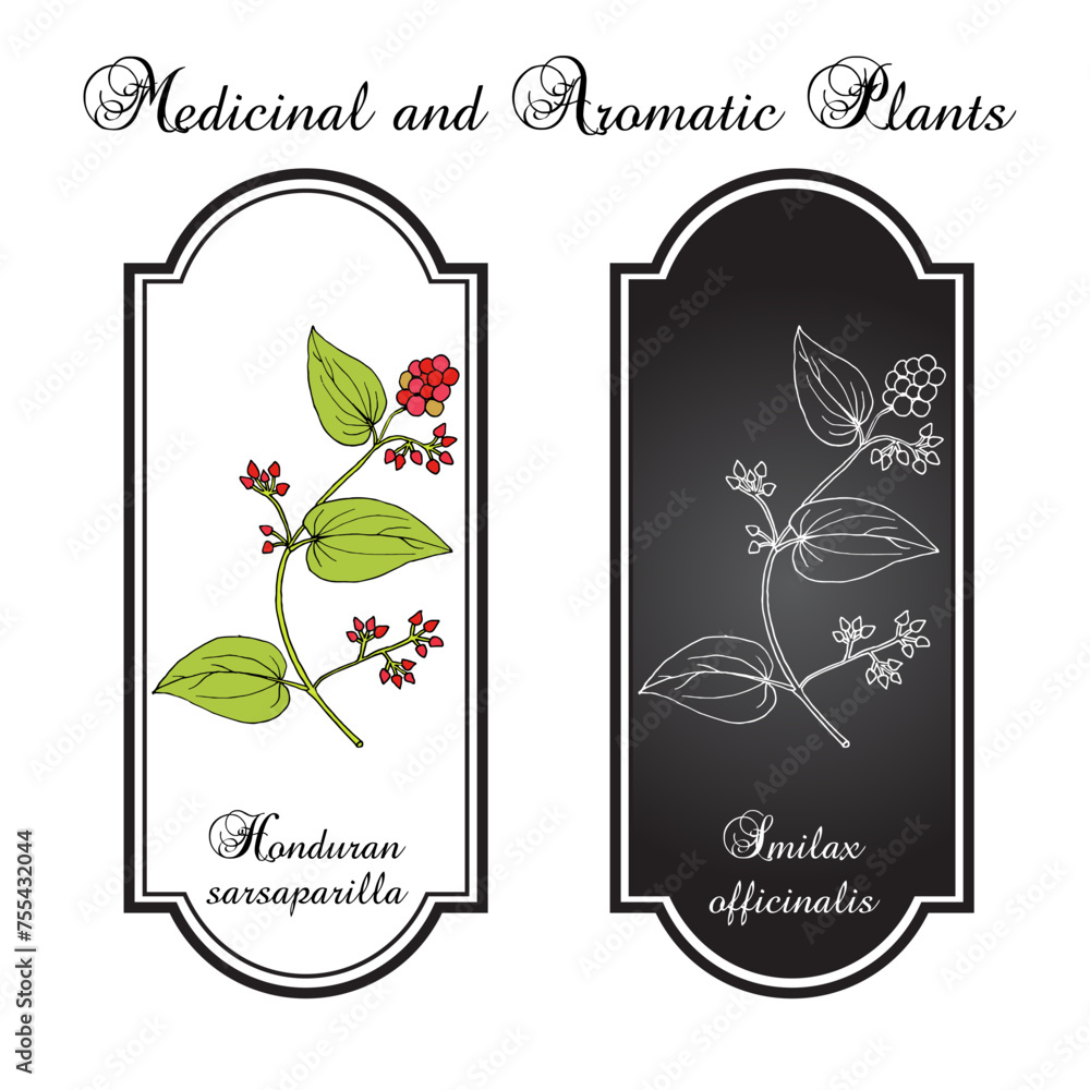 Naklejka premium Honduran sarsaparilla (Smilax officinalis), edible and medicinal plant