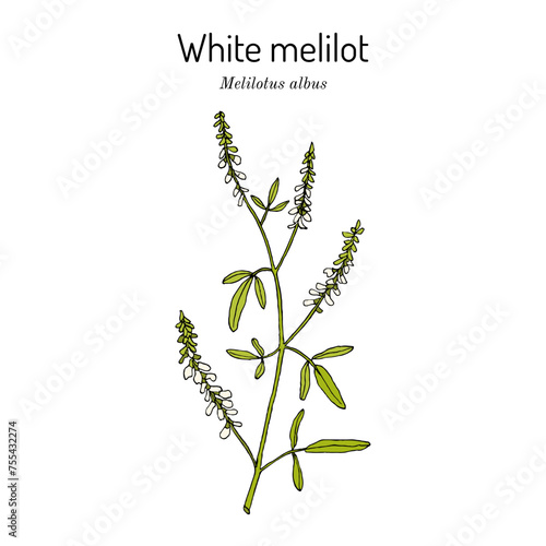 White melilot. or honey clover (Melilotus albus), honey and medicinal plant
