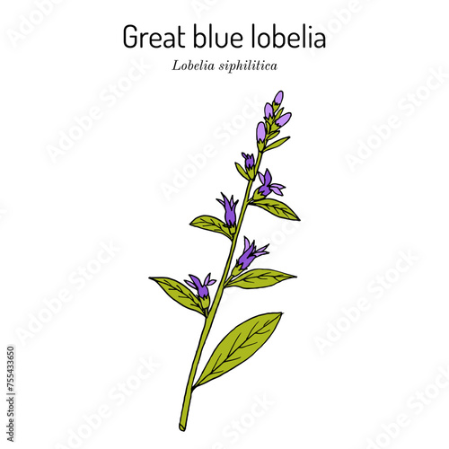 Great blue lobelia (Lobelia siphilitica), ornamental and medicinal plant photo