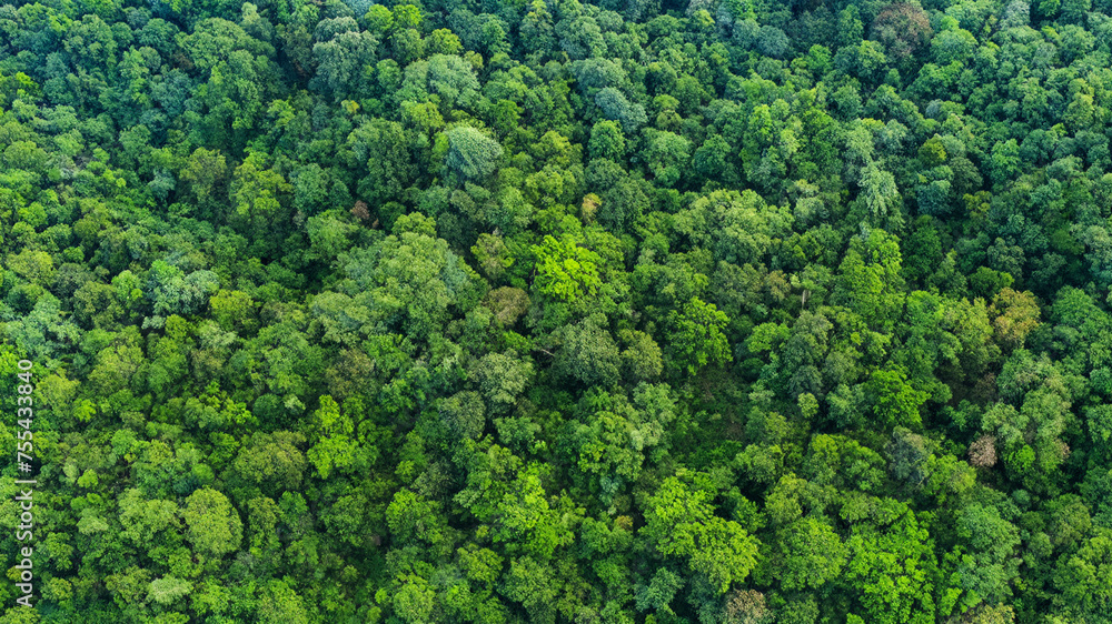 Arial view rain forest