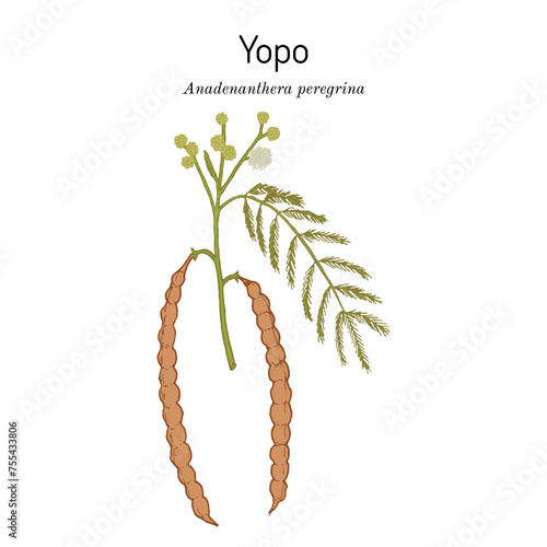 Yopo, or cohoba (Anadenanthera peregrina), medicinal plant.