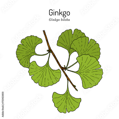 Ginkgo biloba, ginkgo or maidenhair tree. Medicinal plant.