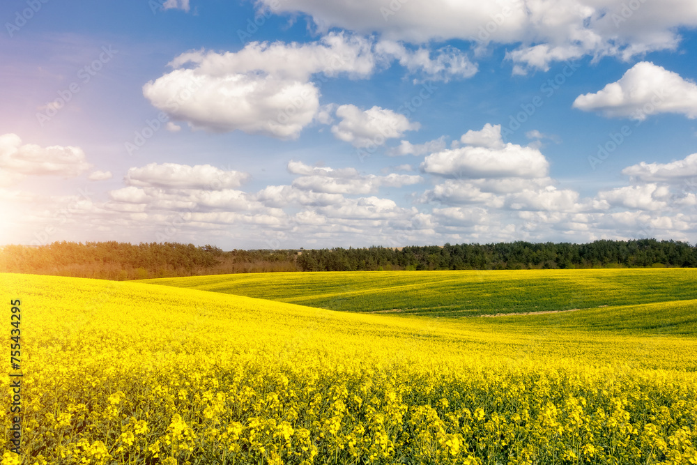 A bright yellow field of canola and blue sky with fluffy snow-white clouds.