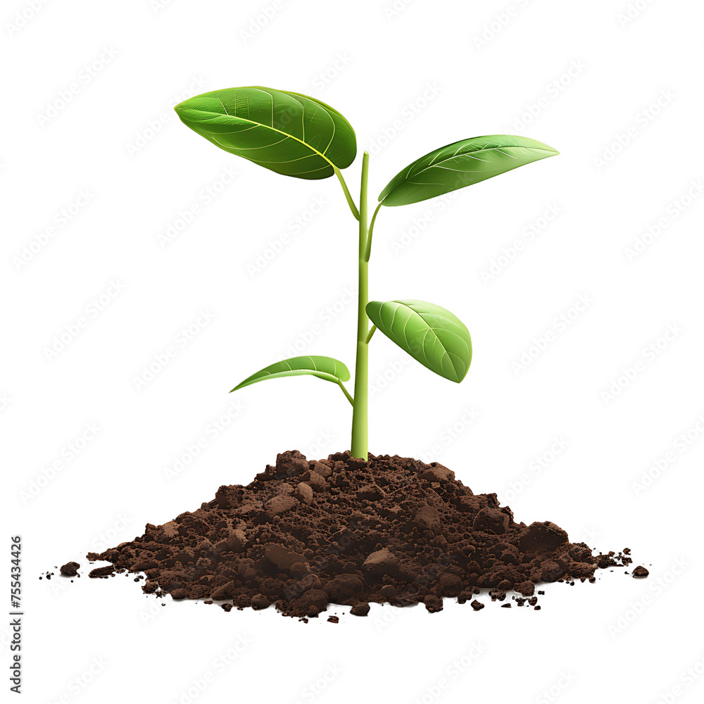 Seedling Sprout Isolated with Transparency Seedling Sprout Isolated with Transparency