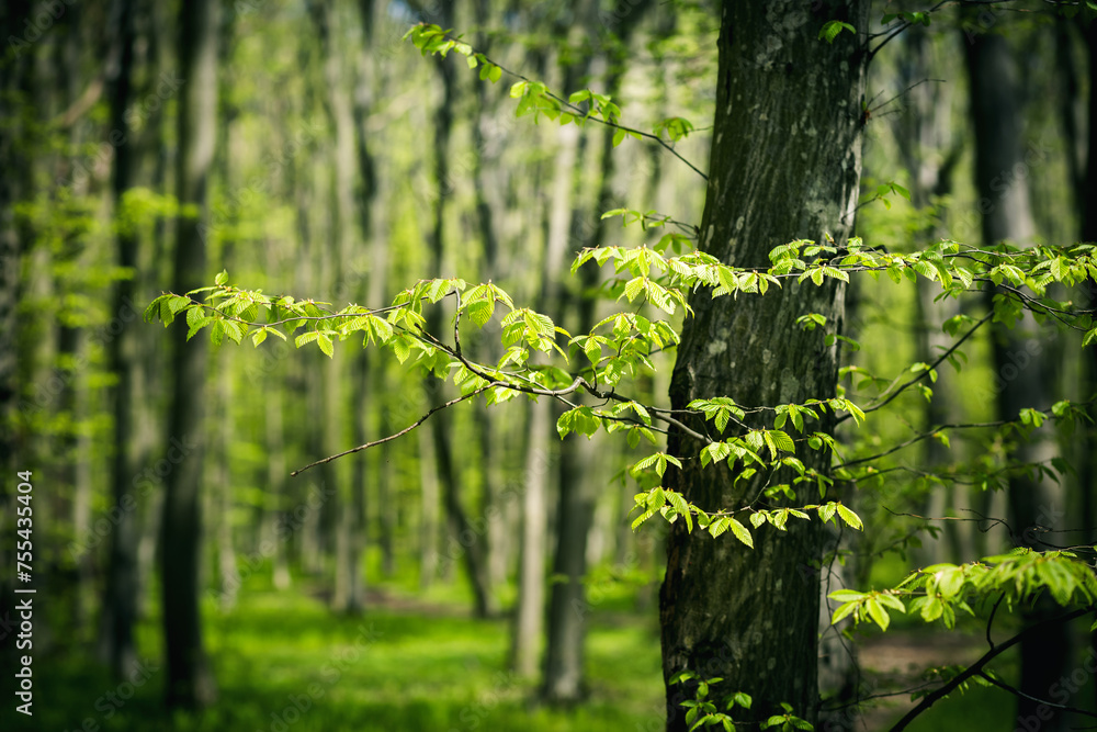 Fototapeta premium Close up of the first spring leaves and buds on the tree branches.
