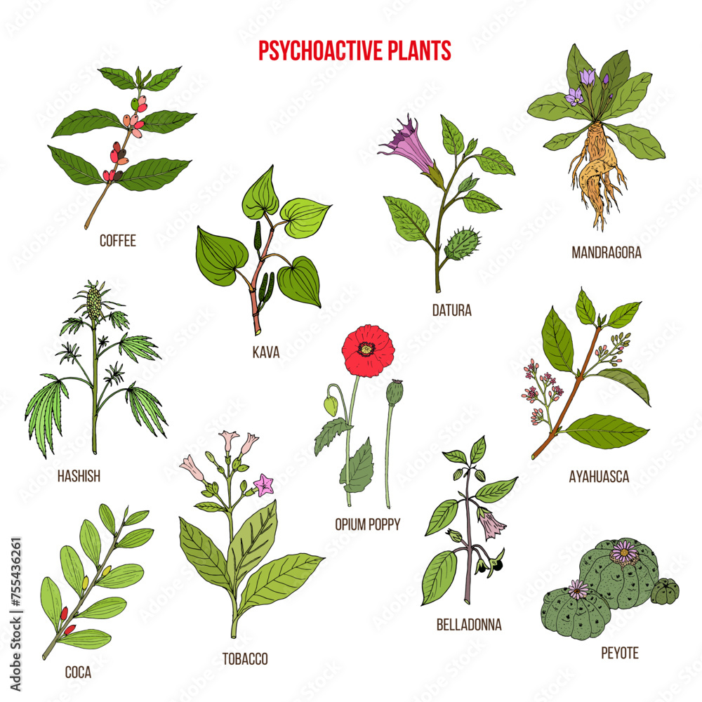 Psychoactive plants collection. Hand drawn vector set - obrazy, fototapety, plakaty 