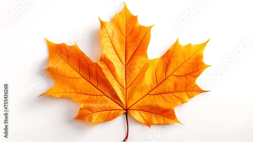 autumn maple leaf on white