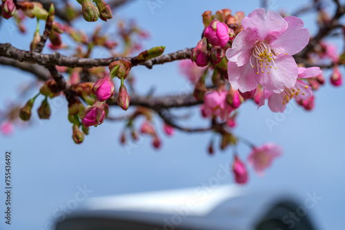 埼玉スタジアムと桜 photo