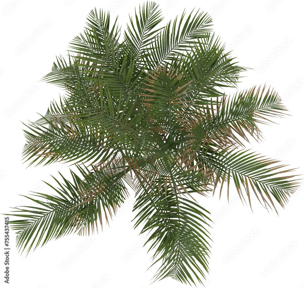 Obraz premium isolated 3D realistic architectural Palm tree top plan render silhouette