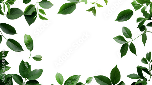 Leaf frame on transparent background