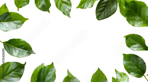 Leaf frame on transparent background