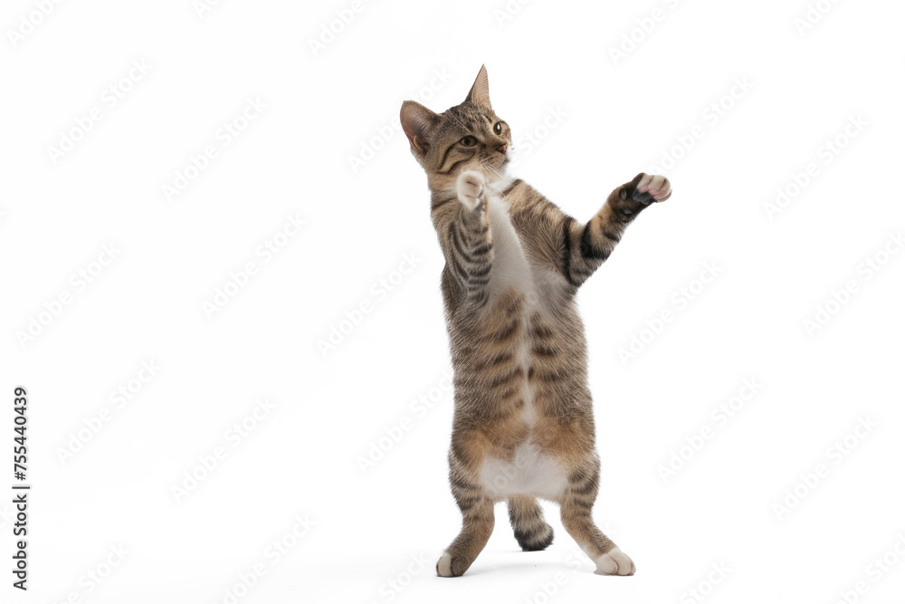 A cat stands up with two front paws up, full body on transparency background PSD
