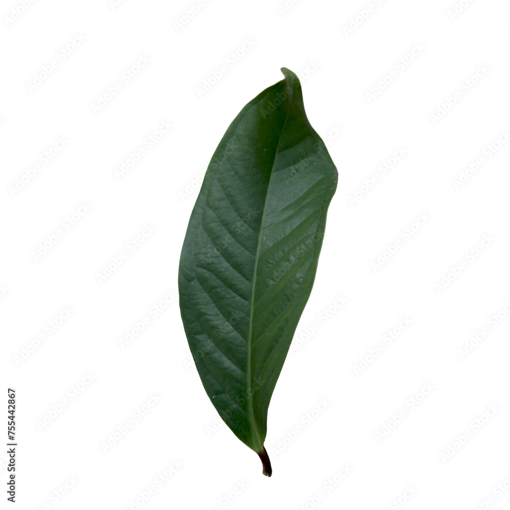 Obraz premium green leaf isolated on white