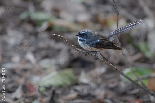 New Zealand Fantail, piwakawaka in the bush