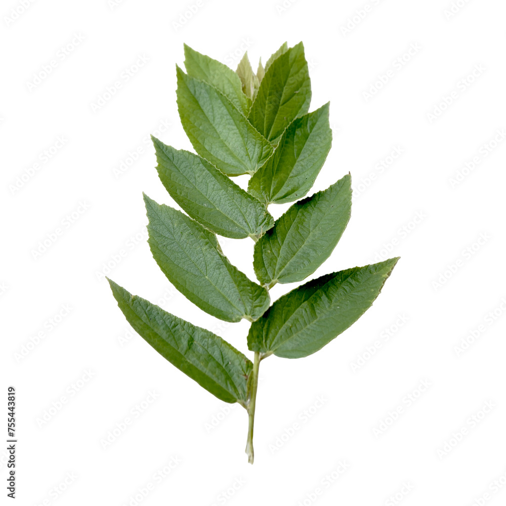 Obraz premium leaf isolated on white background