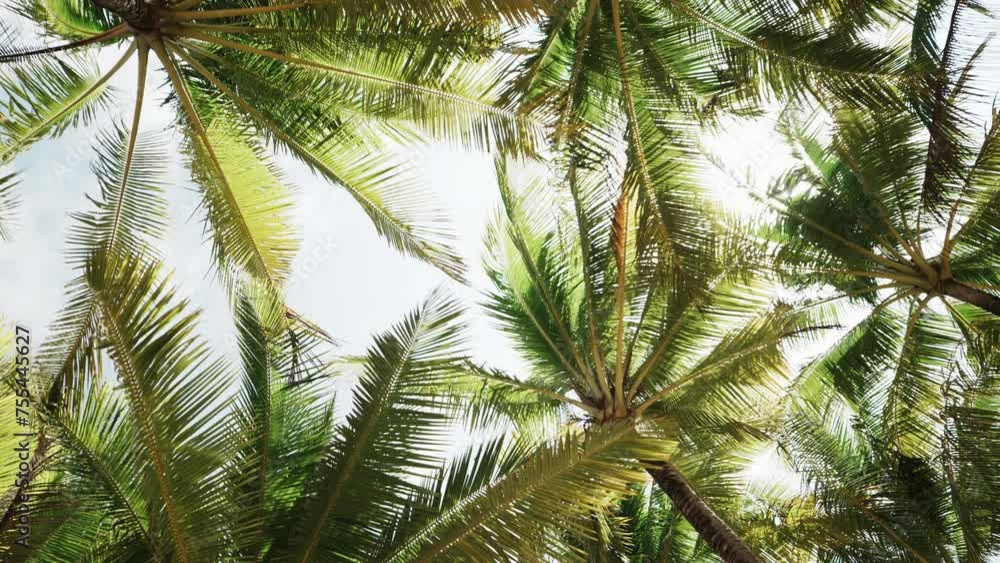 palm tree in the wind. Coconut palm trees tropical island.
