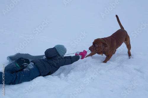 A child is being dragged through the snow by a huge dog. Aggressive dog plays with a child.