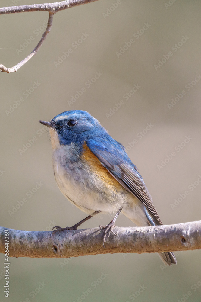 Red-flanked bluetail perching on the tree branch Red-flanked bluetail perching on the tree branch