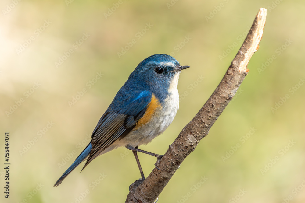 Red-flanked bluetail perching on the tree branch Red-flanked bluetail perching on the tree branch